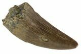 Serrated, Tyrannosaur (Nanotyrannus) Tooth - Montana #87922-1